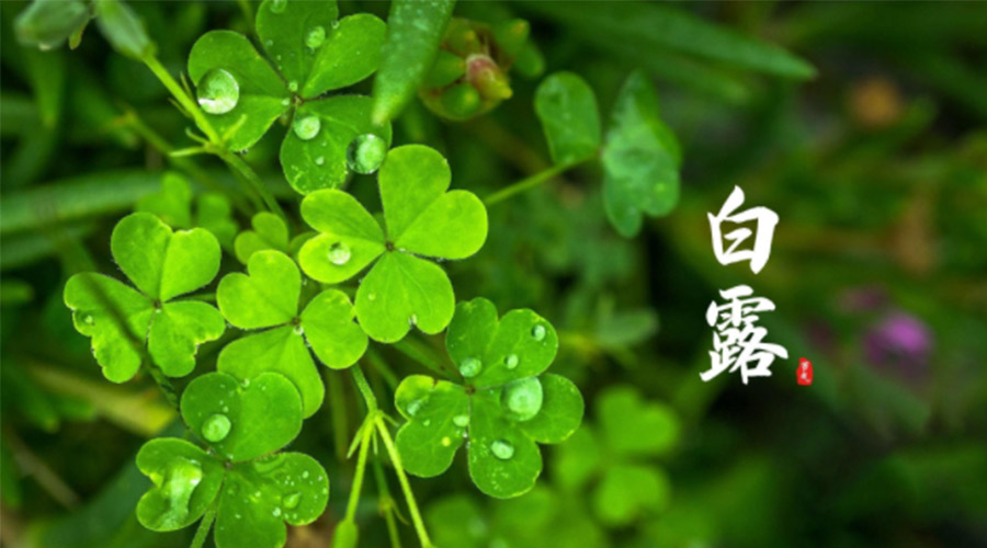 白露時節(jié)！ 金環(huán)電器提醒大家要注意這些事項